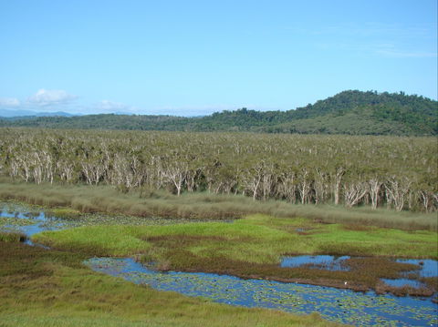 Eubenangee Swamp National Park - Accommodation Brisbane 1