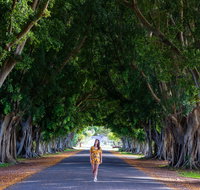 Fig Tree Avenue - Accommodation Brisbane