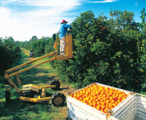 Gayndah's Big Orange - Accommodation Brisbane 0