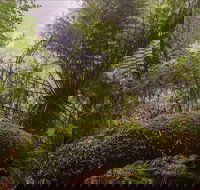 Honeysuckle picnic area - Accommodation Brisbane