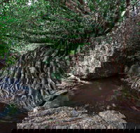 Misty Mountains Wilderness Tracks - Accommodation Brisbane