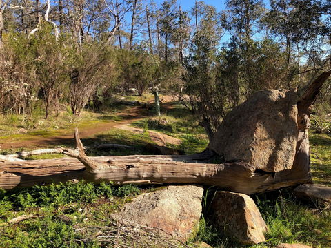 Pine Gully Nature Trail - Accommodation Brisbane 1