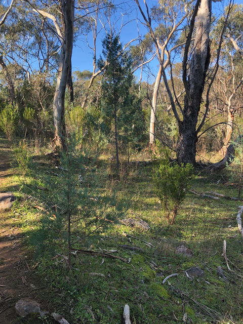 Pine Gully Nature Trail - Accommodation Brisbane 2