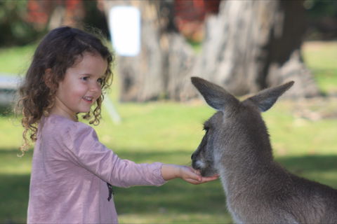 Potoroo Palace Native Animal Sanctuary - Accommodation Brisbane 1