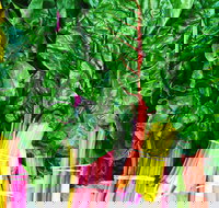 Purple Pear Farm - Accommodation Brisbane