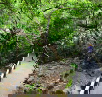 Rainforest Loop Walk Budderoo National Park - Accommodation Brisbane