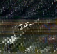 Seaham Swamp Nature Reserve - Accommodation Brisbane