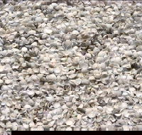 Shell Beach - Accommodation Brisbane