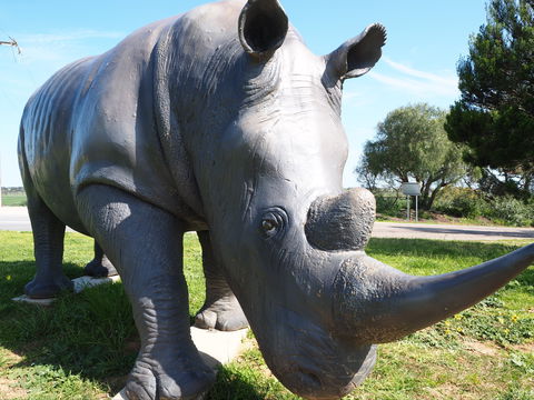 Tailem Bend Rhino Park And Dickson Reserve - Accommodation Brisbane 0