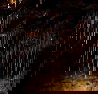 Tamborine Mountain Glow Worm Tours - Accommodation Brisbane