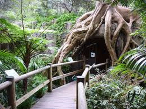Tamborine Mountain Glow Worm Tours - Accommodation Brisbane 2