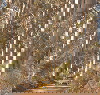 The Great Forest Trees Drive - Accommodation Brisbane