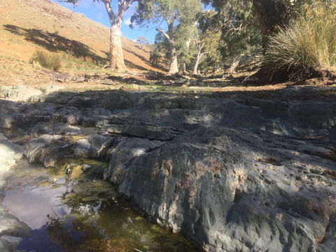 Three Creeks Station -Arkaroona Creek Walk - Accommodation Brisbane 0