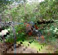 TreeTop Challenge - Accommodation Brisbane