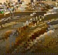 Wagga Wagga Livestock Marketing Centre - Accommodation Brisbane