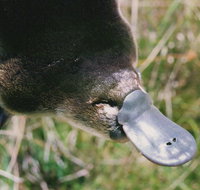 Warrawong Wildlife Sanctuary - Accommodation Brisbane