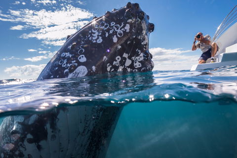 Whale Watching - Accommodation Brisbane 0