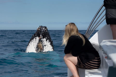 Whale Watching - Accommodation Brisbane 1