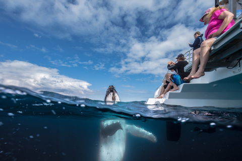 Whale Watching - Accommodation Brisbane 2