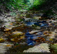Willi Willi National Park - Accommodation Brisbane