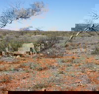 Winnecke Goldfield Cemetery - Accommodation Brisbane
