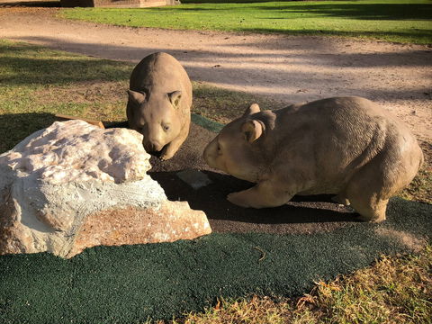 Wombat Statues, Moonta - Accommodation Brisbane 0