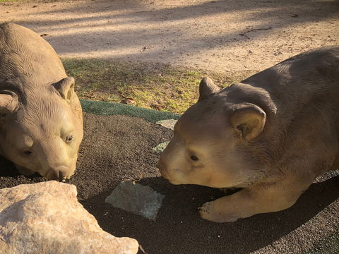 Wombat Statues, Moonta - Accommodation Brisbane 1