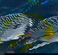 Beaver Reef Dive Site - Accommodation Brisbane