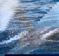 Bremer Bay Canyon - Accommodation Brisbane