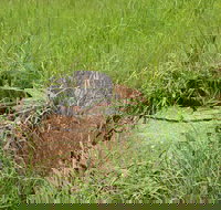 Brocks Creek Chinatown and Temple Site - Accommodation Brisbane
