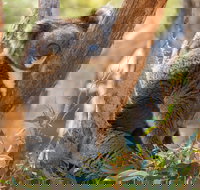 Cleland Wildlife Park - Accommodation Brisbane