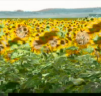 Clifton - Accommodation Brisbane