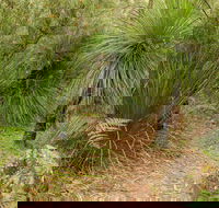 Grass Tree Circuit - Accommodation Brisbane