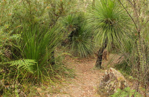 Grass Tree Circuit - Accommodation Brisbane 0