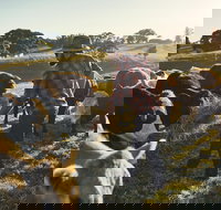 Hinterland Full Day Self Drive Tour - Accommodation Brisbane