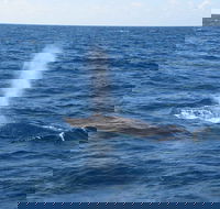 Minyama - Accommodation Brisbane