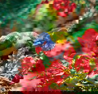 Mount Surprise - Accommodation Brisbane