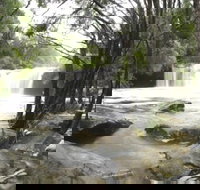 Nellies Glen Carrington Falls - Accommodation Brisbane