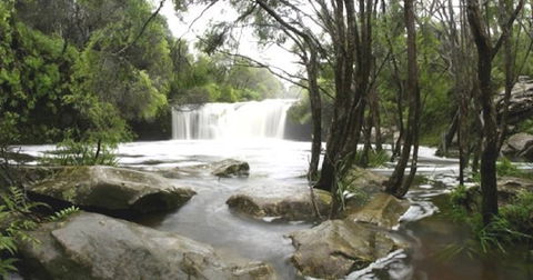 Nellies Glen Carrington Falls - Accommodation Brisbane 0