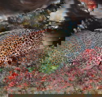 Nine Mile Reef Dive Site - Accommodation Brisbane