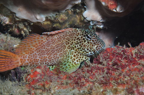 Nine Mile Reef Dive Site - Accommodation Brisbane 0