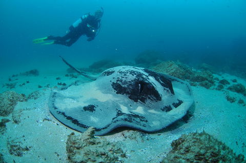 Nine Mile Reef Dive Site - Accommodation Brisbane 1