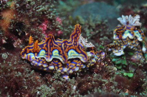 Nine Mile Reef Dive Site - Accommodation Brisbane 2