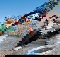 Sapphire - Accommodation Brisbane