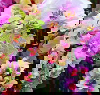 Tinonee Orchid Nursery - Accommodation Brisbane