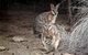 Bald Hill Walk - Cape Gantheaume Conservation Park - thumb 0