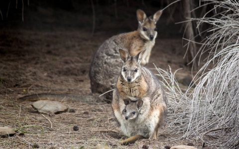 Bald Hill Walk - Cape Gantheaume Conservation Park - Accommodation Brisbane 0