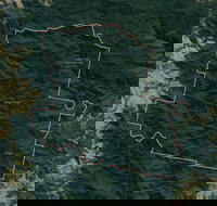 Dingo Forest - Accommodation Brisbane