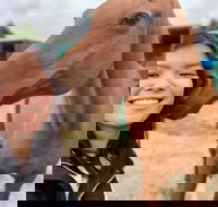 Horses Teaching Humans - Accommodation Brisbane