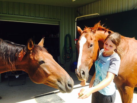 Iris Lodge Alpacas - Accommodation Brisbane 0